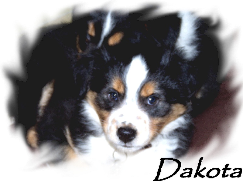 Dakota de la Plaine Ariègeoise