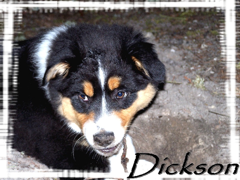 Dickson de la Plaine Ariègeoise
