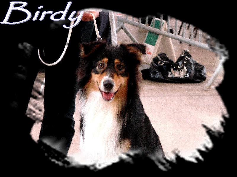 Birdy de la Plaine Ariègeoise