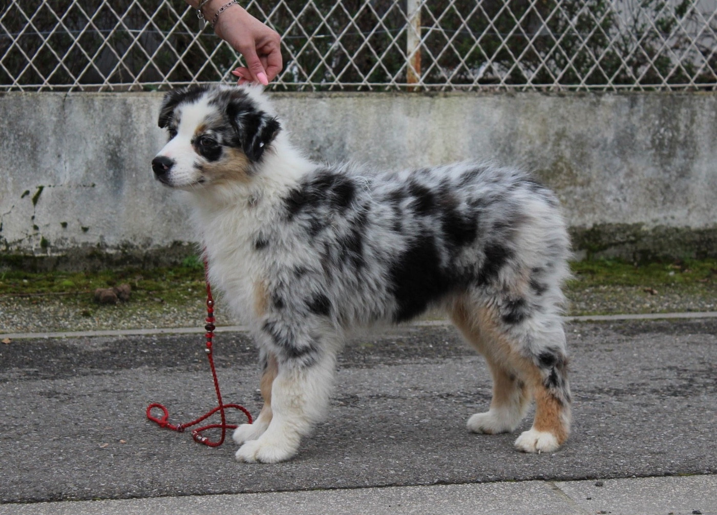 Azia Hansdome de la Plaine Ariègeoise