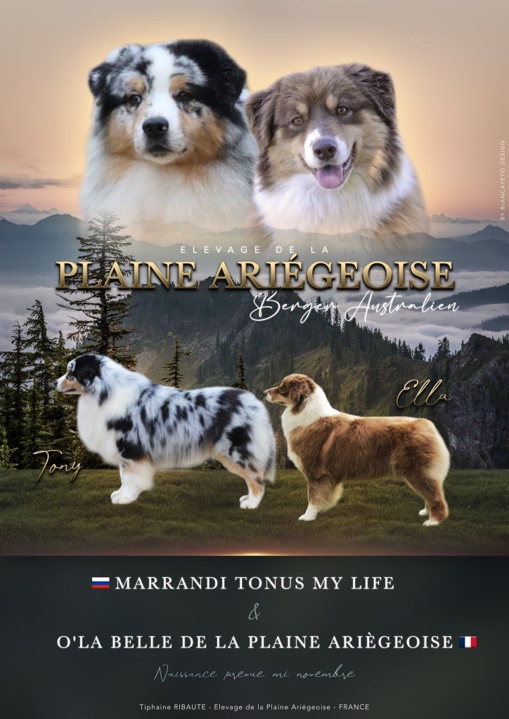 Des bébés arrivent bientôt !!!