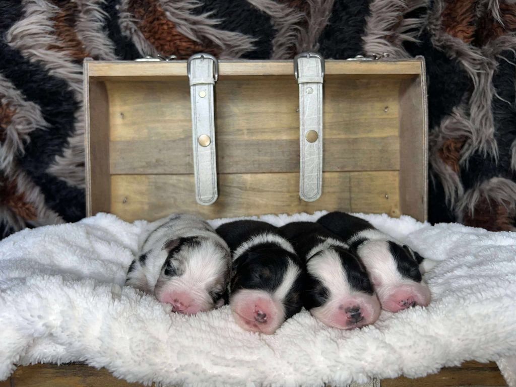 Les bébés sont nées !!!