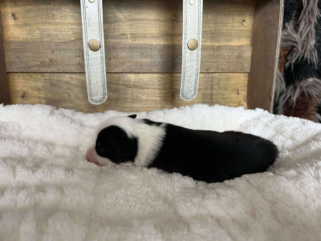 de la Plaine Ariègeoise - Chiots disponibles - Berger Australien