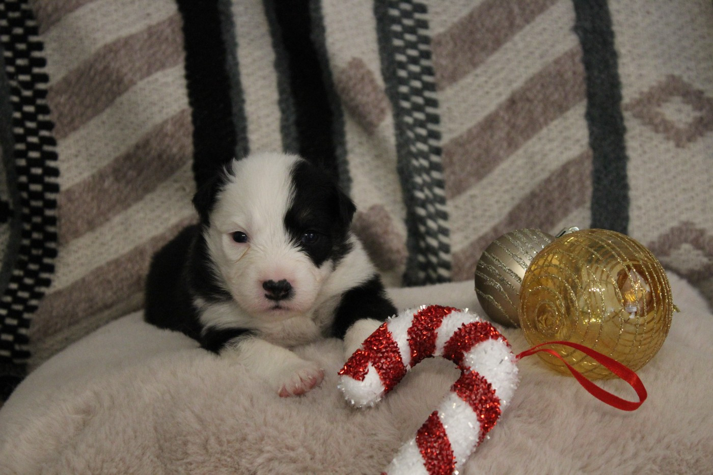 de la Plaine Ariègeoise - Chiots disponibles - Berger Australien