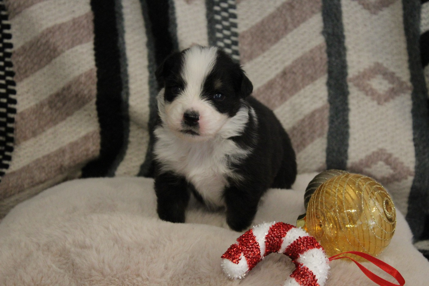 de la Plaine Ariègeoise - Chiots disponibles - Berger Australien