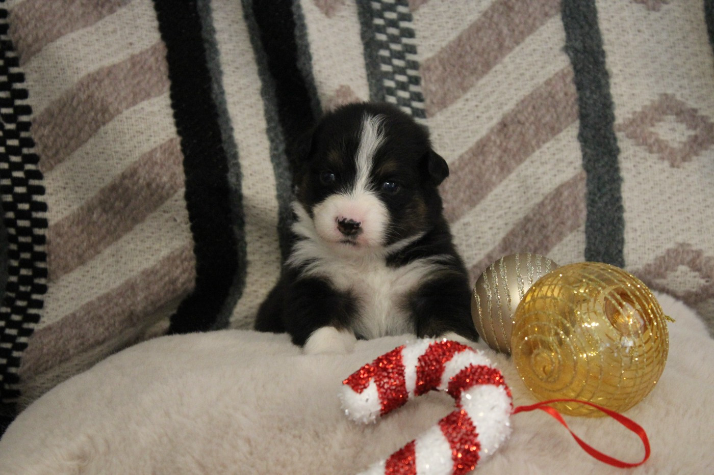 de la Plaine Ariègeoise - Chiots disponibles - Berger Australien