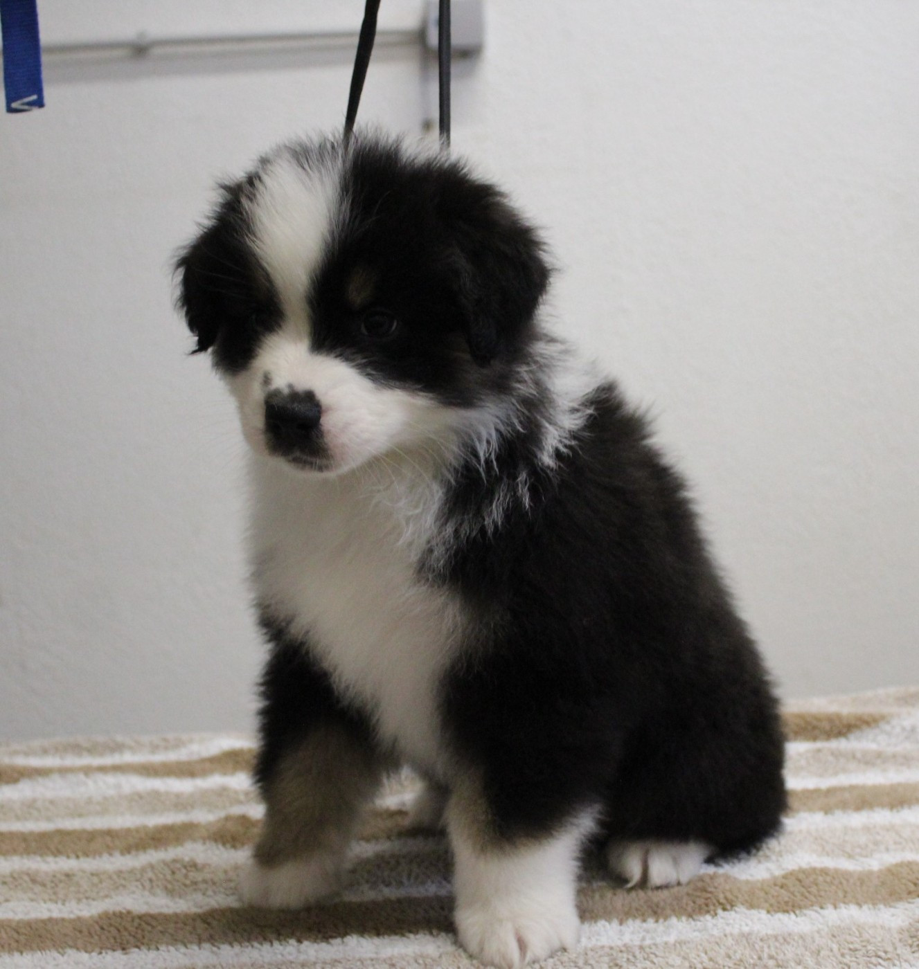 de la Plaine Ariègeoise - Chiots disponibles - Berger Australien