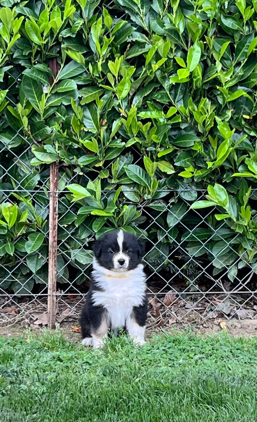 de la Plaine Ariègeoise - Chiots disponibles - Berger Australien