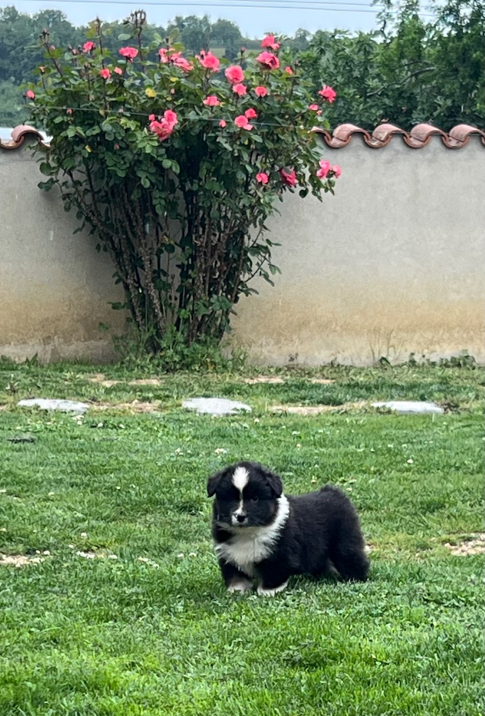 de la Plaine Ariègeoise - Chiots disponibles - Berger Australien