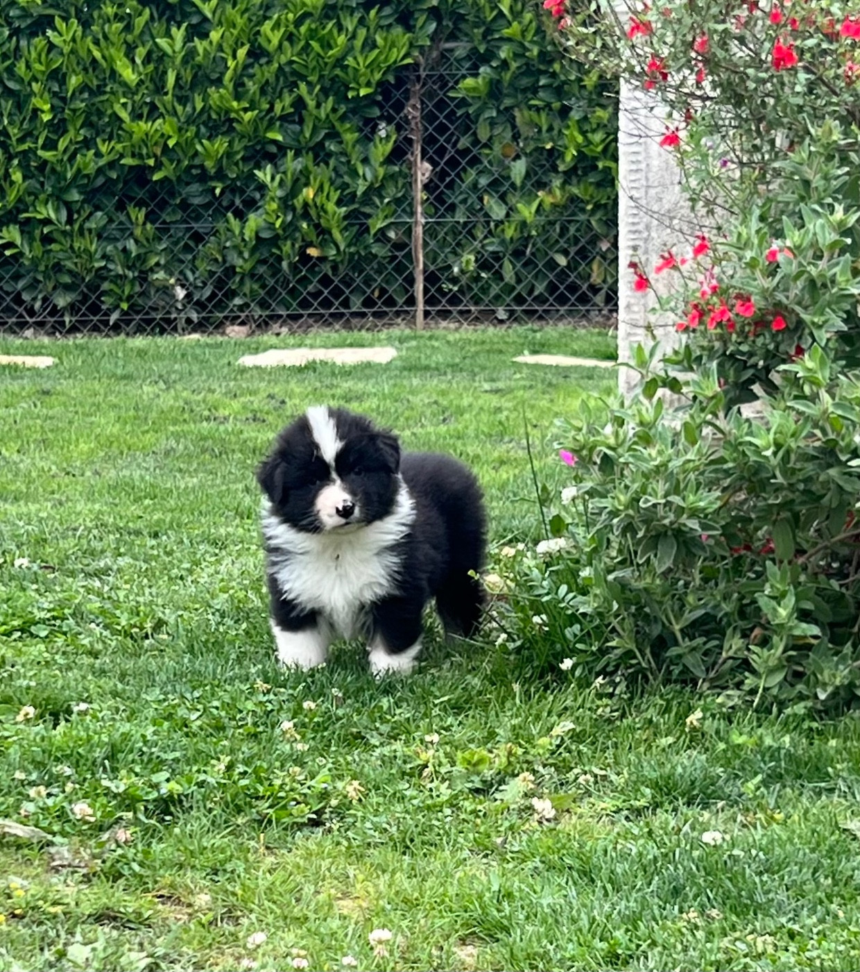 de la Plaine Ariègeoise - Chiots disponibles - Berger Australien