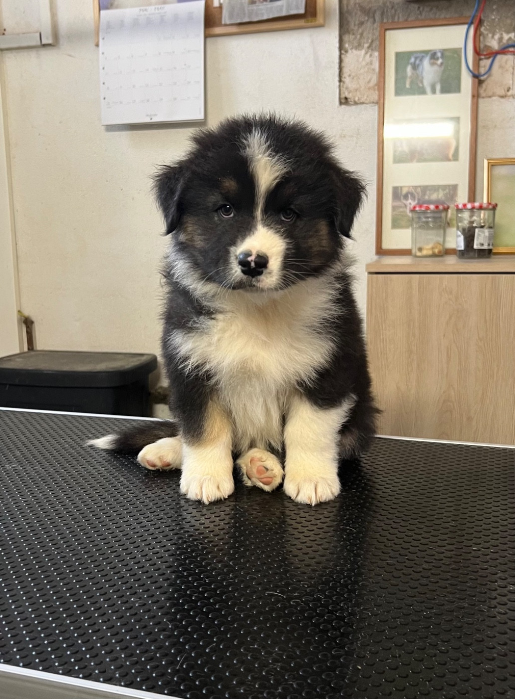 de la Plaine Ariègeoise - Chiots disponibles - Berger Australien