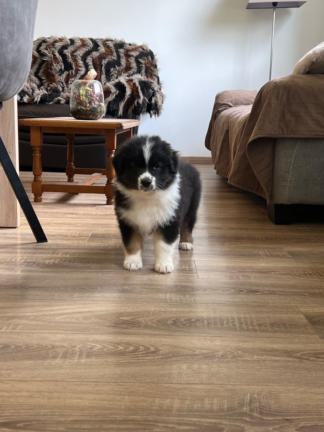 de la Plaine Ariègeoise - Chiots disponibles - Berger Australien
