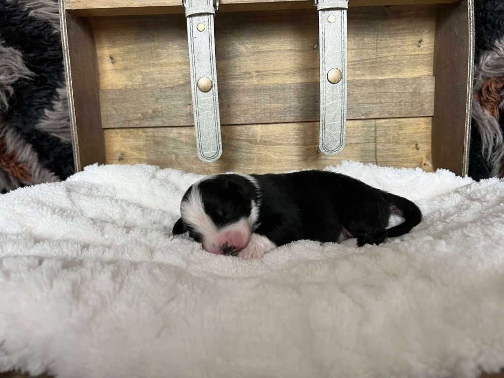 de la Plaine Ariègeoise - Chiots disponibles - Berger Australien