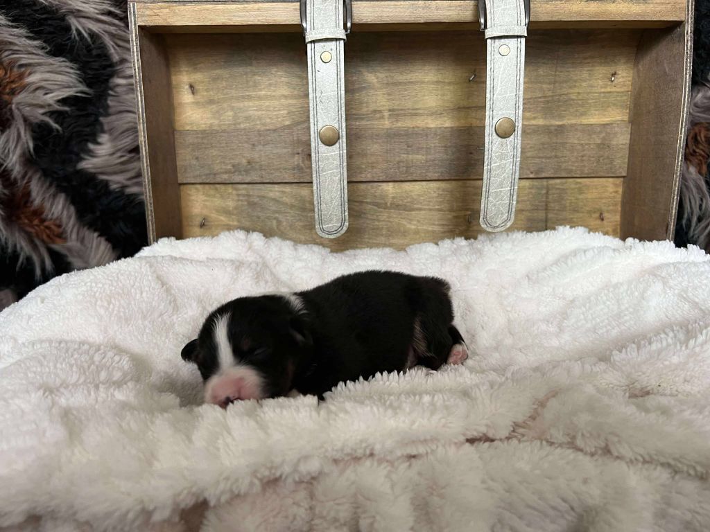 de la Plaine Ariègeoise - Chiots disponibles - Berger Australien